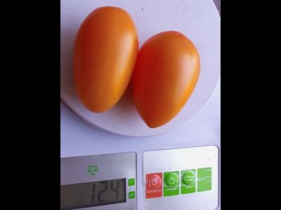 Томат Лисичка