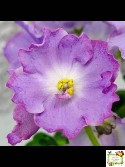 АВ-Девочка с Севера (Фиалковод) 2021 г.