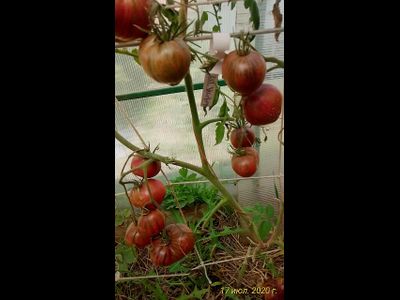 Томат Rebel Starfighter Prime (Мятежный звездный истребитель)