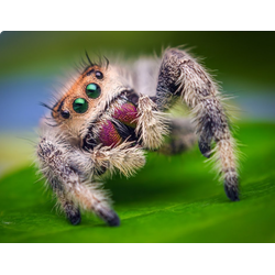 ОСТАЛЬНЫЕ ПАУКИ