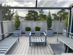 Туя Даника - Danica