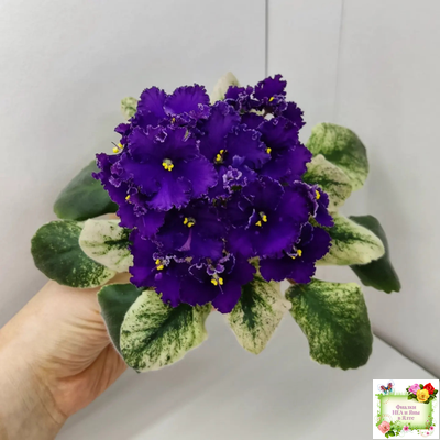 ЛЕ-Константин (Е. Лебецкая) 2019 г.