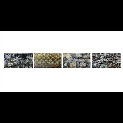 Серия &quot;Цветы без цели&quot;