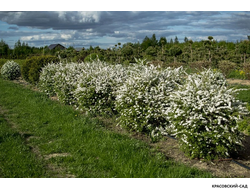 Спирея серая Грефшейм - Grefsheim в форме шара