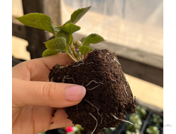 УКОРЕНЁННЫЕ ЧЕРЕНКИ  вегетативных растений ОСЕНЬ 2025 (в горшке 0,2л)