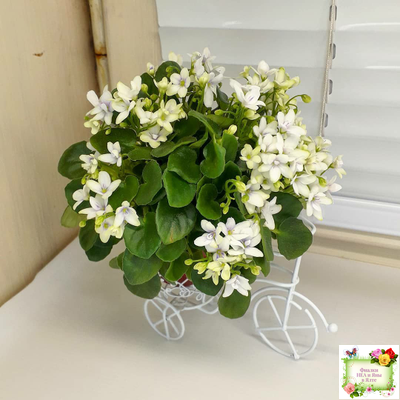 Broadway Star Trail (Селекционер неизвестен) трейлер