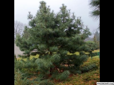 Сосна Кедровая Сибирская 5 метров