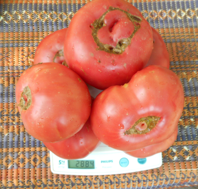 Томат Прекрасный Таппи (Tappys Finist, Италия)