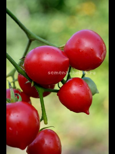 Томат Гибрид Тарасенко, 10 шт