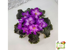 РС-Тропикана (С. Н. Репкина) 2015 г.