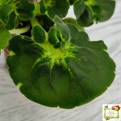 АВ-Девочка с Севера (Фиалковод) 2021 г. (лист посажен 04.09.25)