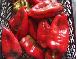 Перец сладкий Хорват