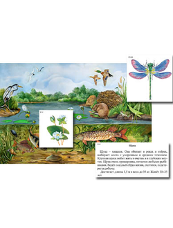 Магнитный плакат-аппликация "Водоем: биоразнообразие и взаимосвязи в сообществе"