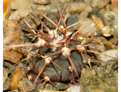 Gymnocalycium bruchii v. niveum VG 536