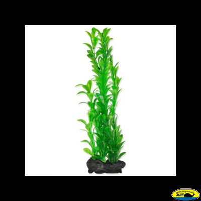 270237 Растение аквариумное Hygrophila 1(S) 15см с утяжелителем