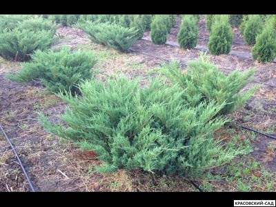 Можжевельник Казацкий Голубой - Juniperus Sabina