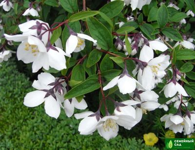 Чубушник венечный "Старбрайт" (жасмин садовый)
