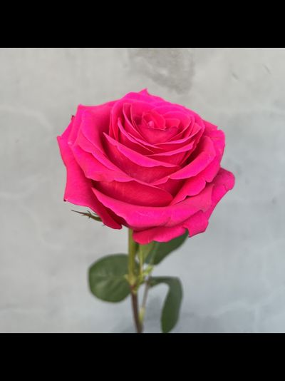 Роза Эквадор розовая