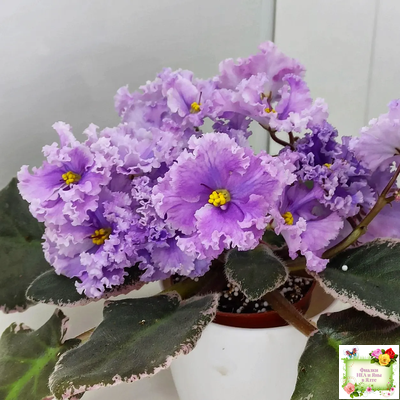 Н-Озёрный Край (Н. Бердникова) 2018