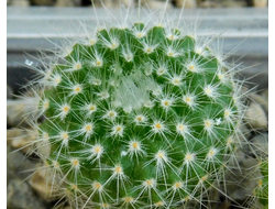 Parodia chrysacantha  (D=18-20мм)