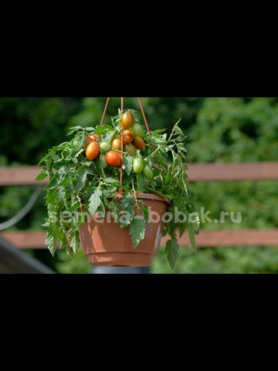 Томат Tumbling Tiger (Тамблинг Тайгер), 10 шт