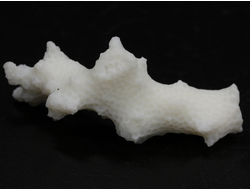Коралл белый, коллекционный образец, Китай (48*18*18 мм, 7.5 г) №37628