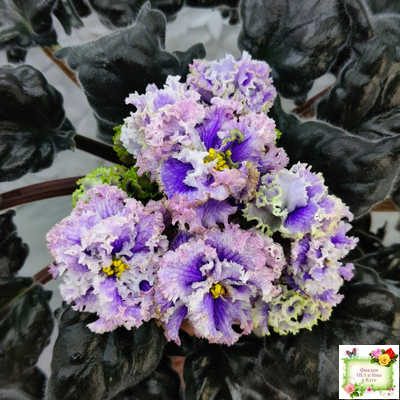 БР-Зимняя Метель (С. и Н. Буркацкие) 2021 г.