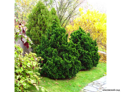 Кипарисовик Нана Грасилис - Nana Gracilis