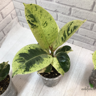 Ficus elastica "shivereana" / фикус эластика шивериана