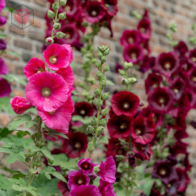 Набор молд, вайнеры и каттеры "Мальва"