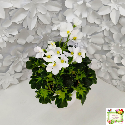 Lullaby (Arndt) (гёрл-лист)