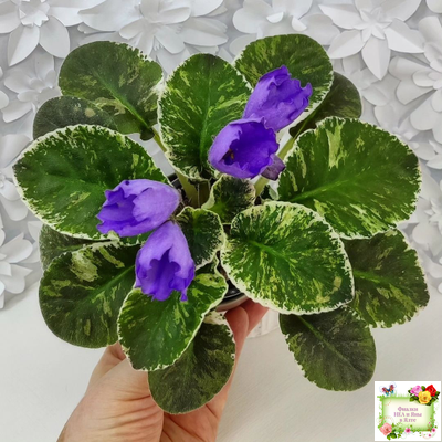 КНН-Крокус (Н. Куриленко) 2022 г. (лист с детками посажен 23.07.25)