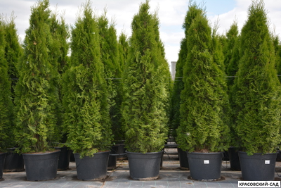 Туя Смарагд - Smaragd 150 см