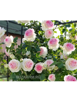 роза Пьер Де Ронсар Pierre de Ronsard