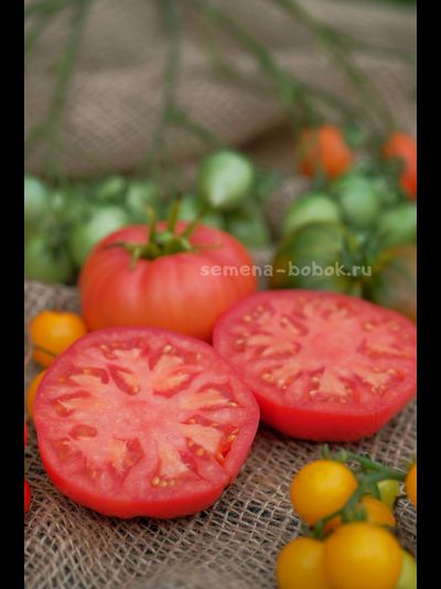 Томат Dwarf Snakebite (Гном Укус Змеи), 10 шт