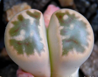 Lithops karasmontana ssp.bella C108 - 10 семян