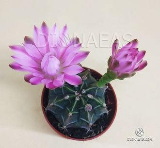 Gymnocalycium Friedrichii