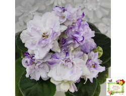 АВ-В Краю Единорогов (Фиалковод) 2020 г.