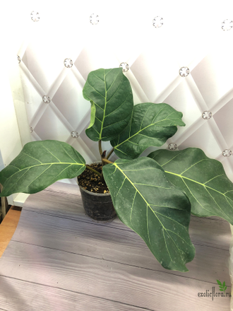 Ficus lutea / фикус Лютея