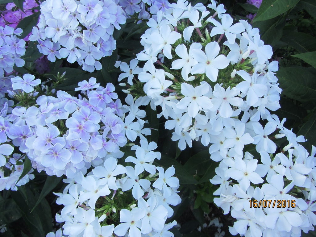 Флоксы селекционера хватовой. Флокс царица тамара. Флокс пепел розы. Флокс белая лебедь. Флокс метельчатый 'царевна-лебедь'.