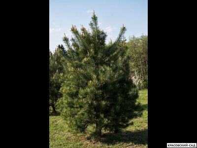 Сосна Дирхэв - Dyrehave