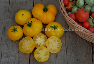 Томат Dwarf Jasmine Yellow (Гном Желтый Жасмин), 10 шт