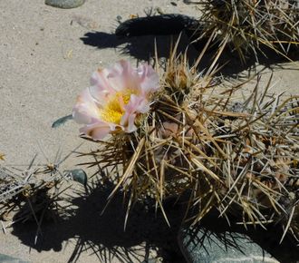 Tephrocactus fiambalensis aff. VG-1848 - 5 семян