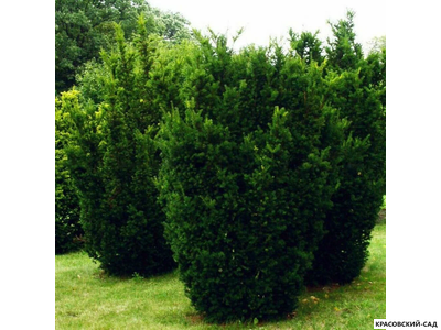 Тис средний Хилли - Hillii