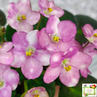 Heinz's Bubbles (H.Dornbusch) (лист посажен 30.01.26)