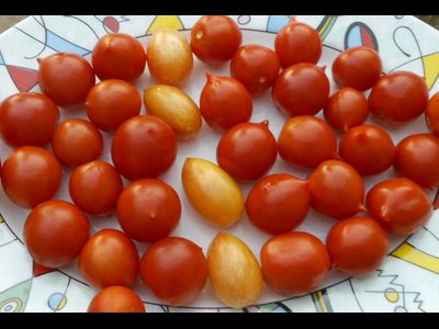 Томат Geranium Kiss-2 (Поцелуй герани- 2, от Гусева)