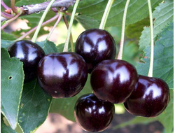 Антрацитовая(вишня)