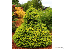 Ель сербская Певе Тижн