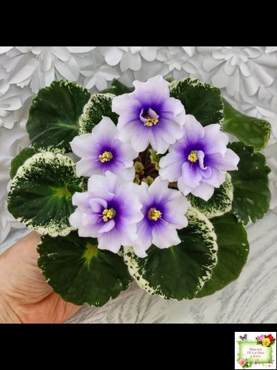 Р-Дурман (В. Зуб) 2020 г. (лист с детками укоренённый)