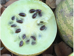 Дыня Калахари (семена) 10 мл - масло базовое нерафинированное